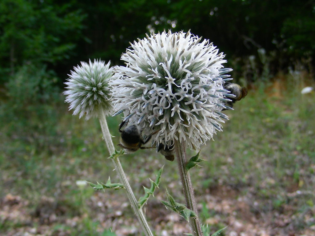 BIG  BANG ... in un fiore Echinops sphaerocephalus